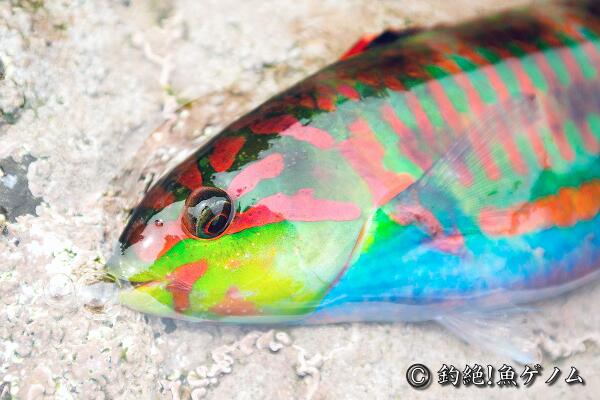 yomics's tweet image. 色の派手なベラ、ニシキベラ
comiya.net/fish/order/suz…