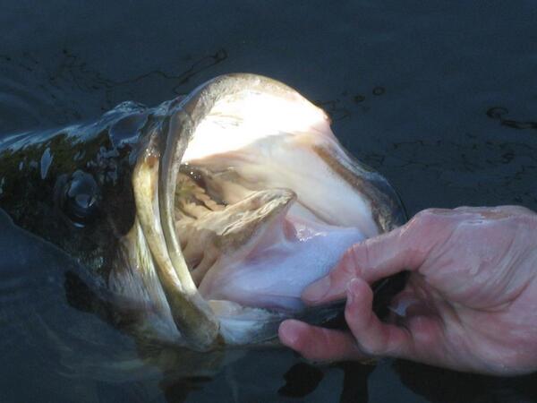 Academy's tweet photo. Calling all outdoorsman, follow @Academy and join the conversation! http://t.co/fBd0FaUjwy