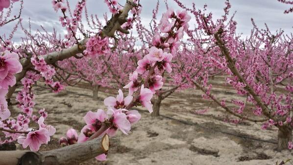 IsaCarbonell_'s tweet photo. Cieza, floración de los melocotoneros. Precioso :) http://t.co/YZcNDlp2xQ