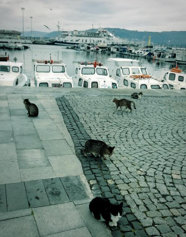 SinanEntrli's tweet photo. Mart ayının gelişini kutlayan kediler :) http://t.co/x2nBkikk15