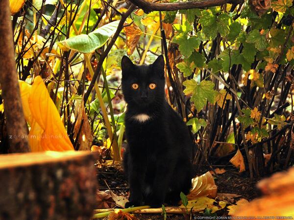 Legendaryember's tweet image. @Bright_of_TC ..?