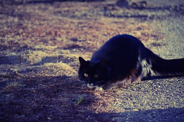 Legendaryember's tweet image. @Bright_of_TC i also have a few more like: