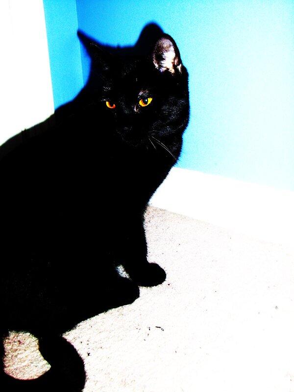 Legendaryember's tweet image. @BatOfTheClans or