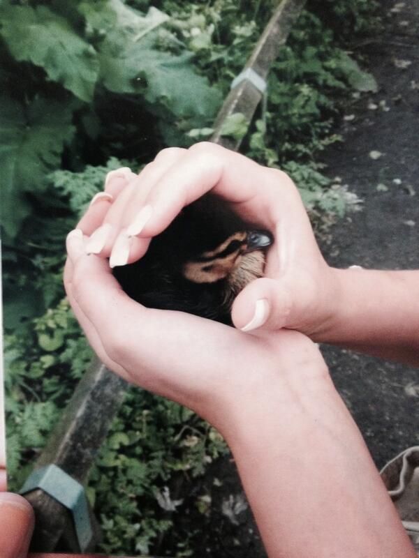 ZoboGray's tweet photo. @dearneyear9 LEWIS T DUCK!!! Found him!! #myclasswillgetit #getinthepond #seagullhater http://t.co/W8S2yUOPFZ