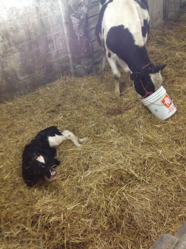 thomsvue's tweet image. It's a boy! :( #hardpull #bradnick