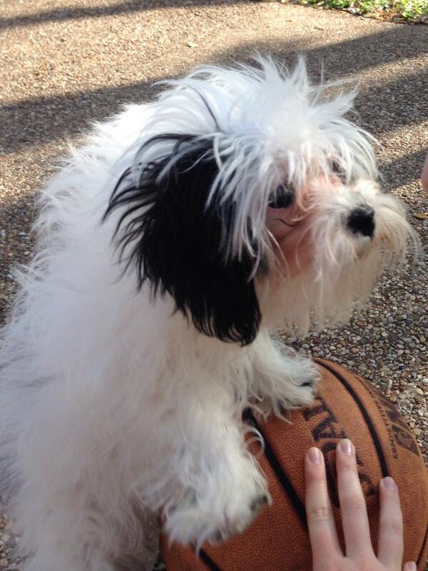 Winniethedogee's tweet photo. #ballislife 🏀🏀🏀 http://t.co/IxeAXarKwg