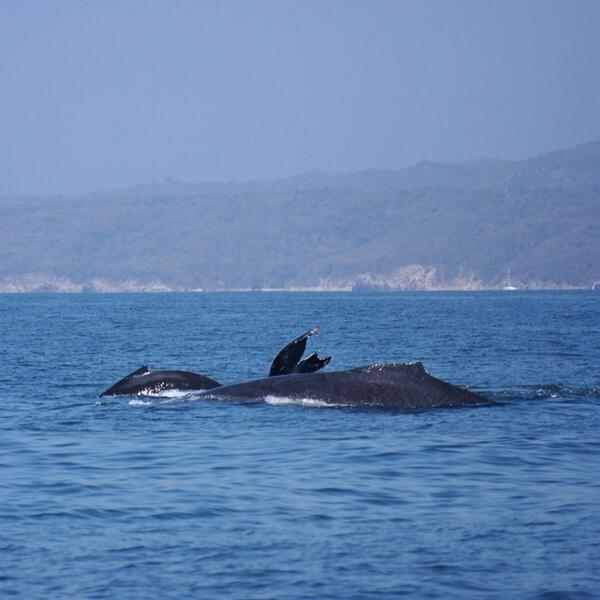 CarlosGuzmanPV's tweet photo. Upclose and personal with these gentle giants ๐ #adasailing #whalewatching #dayoff #rivieranayarit #pacificocean ... http://t.co/MG4YBn4ZKO