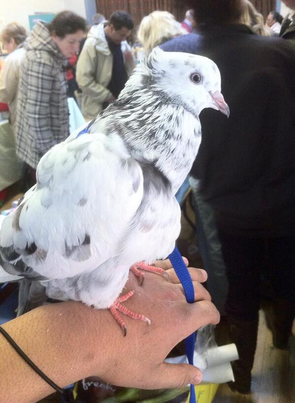 A lovely day at the Hanwell Animal Bazzar :)