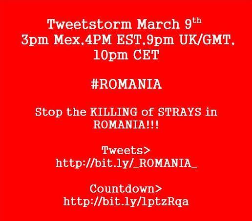 Mel Royal tweet media