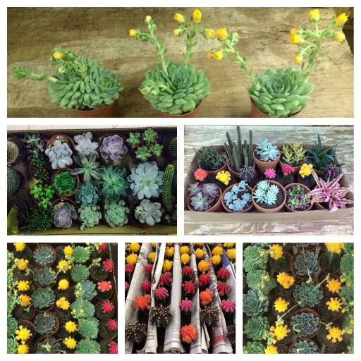 UnionMktFlwrsDC's tweet image. #Echiveria #Cacti #minis #unionmarketflowersdc #unionmarketdc