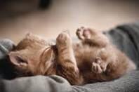 AdorOverLoad's tweet image. Goodnight words from the kitty:)