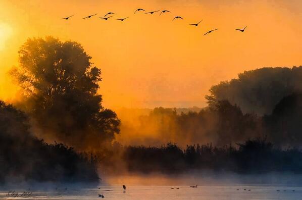 Gabriele_Corno's tweet photo. "Mystic River" (Danube), Austria #golden http://t.co/dopA0JNPY2