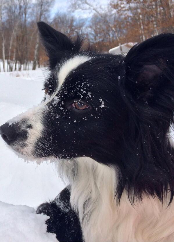 mmmiller_'s tweet photo. My pooch http://t.co/F7jbw8viRH