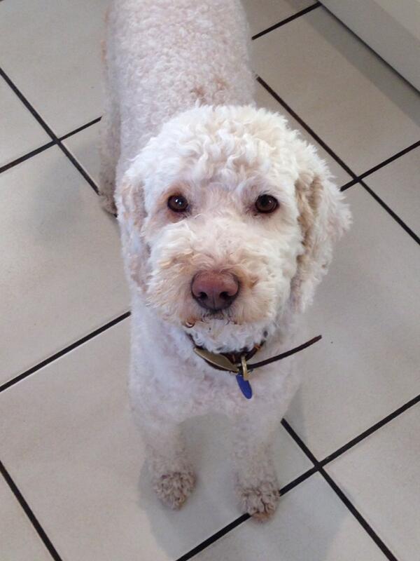 SeanGardner15's tweet photo. @gardnerjosie and millie gardner. Dont forget to feed and water this person #dogstewardship #bubbahungry http://t.co/82l0cWEVkY
