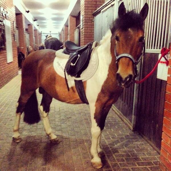 Butenko_Stable's tweet image. Наш малыш Чарли уже готов тренировать деток на "спортивном уик-энде" :)