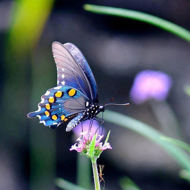 *** LAS MARIPOSAS DEL RINCON DE ENERI *** - Página 17 BhtoDnsCEAE1JpM