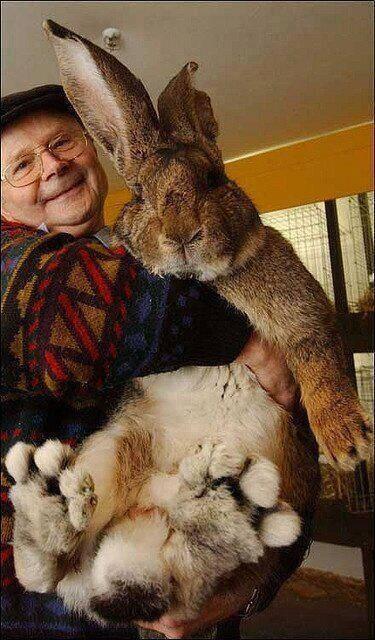 “<a href="/TheMindBlowing/">Mind Blowing</a>: Herman, the world's biggest bunny. ”omg