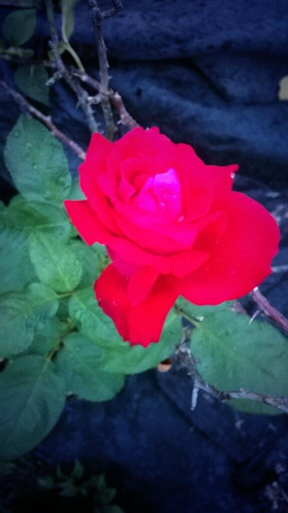 EvergreenFlow's tweet image. Good morning everyone