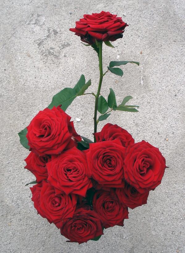 EvergreenFlow's tweet image. 