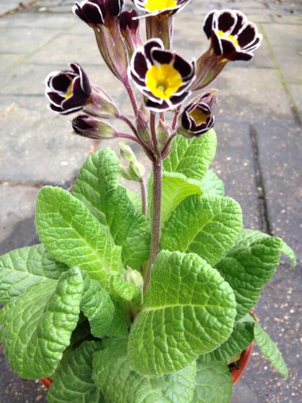 b_nurseries's tweet photo. Large primulas/polyanthus £1.99, 4 for £3! #WonderfulWhitby #Scarborough #gardening #bridlington #plants http://t.co/uDWOycWUXn