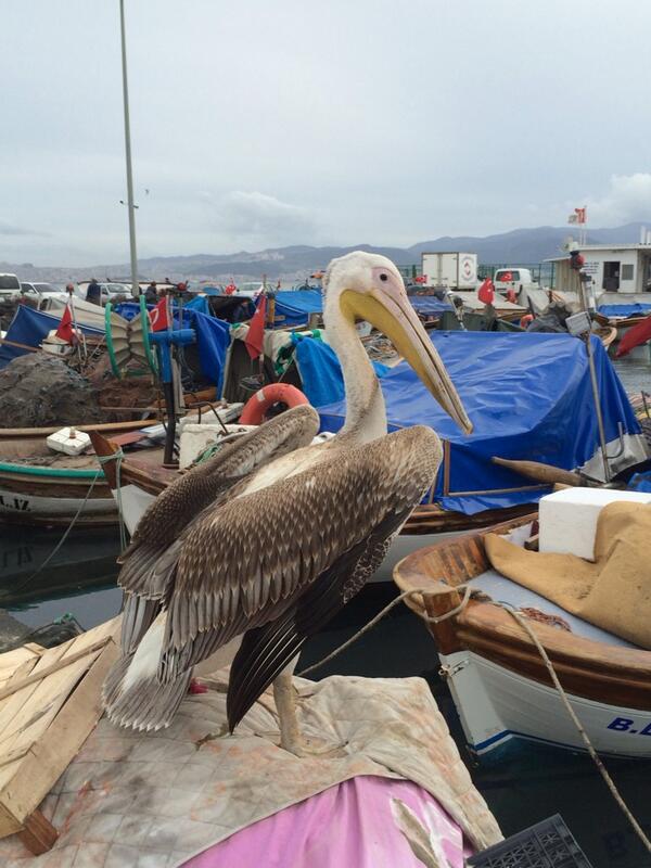 Karşıyakadan görüntüler