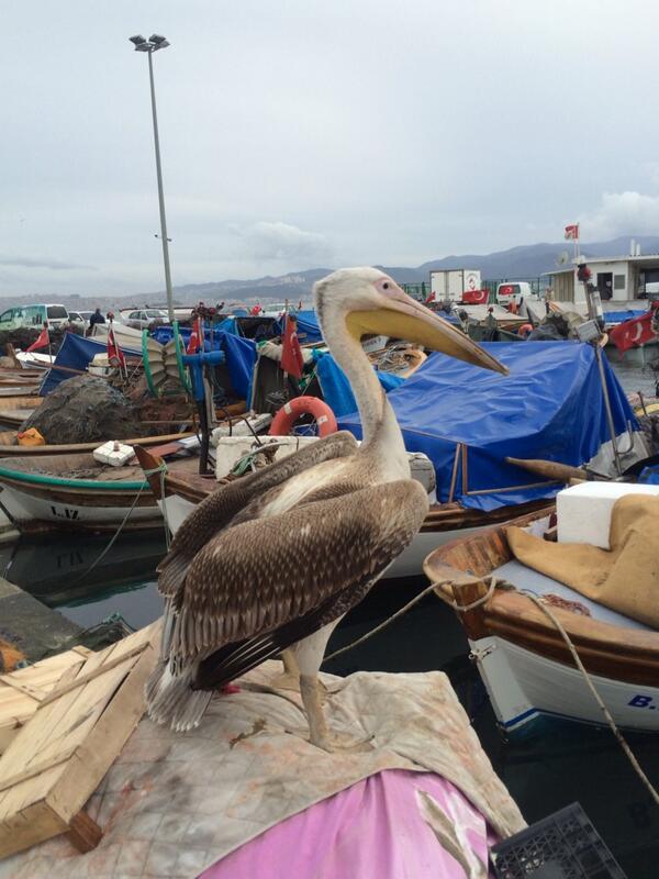 Güven Loçlar (@loclar) on Twitter photo 