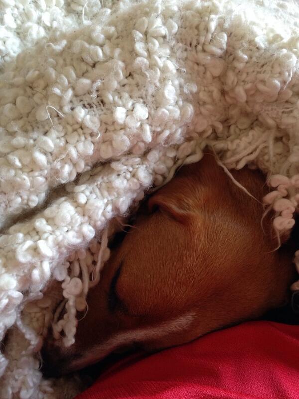 martynbrown2808's tweet image. All the dog does is sleep 🙈 #sleepingmachine #sleepysunday #calmbeforethestorm 🐶