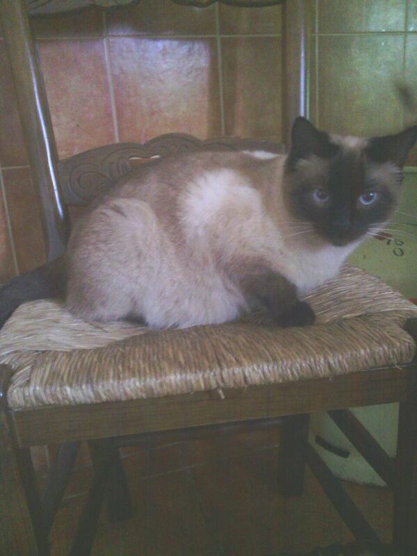 CarmenMacoli's tweet photo. Barrigotaaa de la Macooo jajajajaja http://t.co/67g4NDqQu4