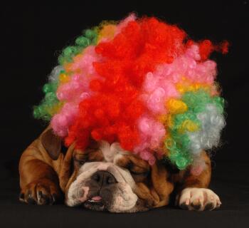 spoilzanimal's tweet photo. Alaaf! http://t.co/MATAEnoUmM