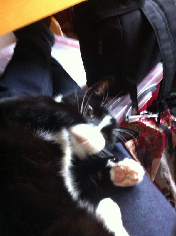 StewClarke's tweet image. #computerhug #sundayfuss