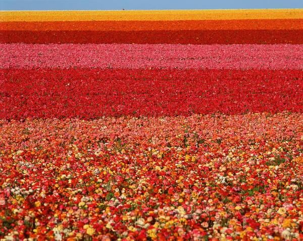 DuncanHeather1's tweet image. Field of Ranunculus flowers at Carlsbad Ranch in San Diego, California. USA