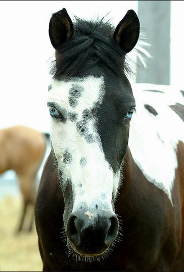 Butenko_Stable's tweet image. Клубные карты "Конюшни Бутенко" на любой вкус! Выбирайте 0672194870   butenko-stable.com.ua/index.php?news…