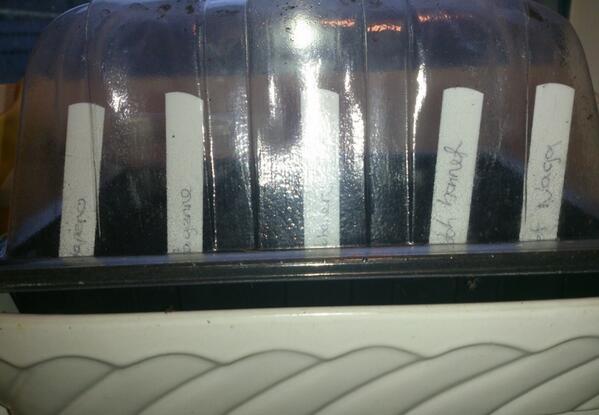 TheChilliPad1's tweet image. And so it begins... #chilliplanting #jalapeno #cayenne #habanero #ScotchBonnet #Naga