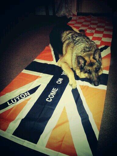 steviejkilgour's tweet photo. Finally got our 10ft flag ready for the away games coming up. Fuzzy is keeping it guarded. #LTFC #COYH @LTFC_Official http://t.co/ihBHABKVDh