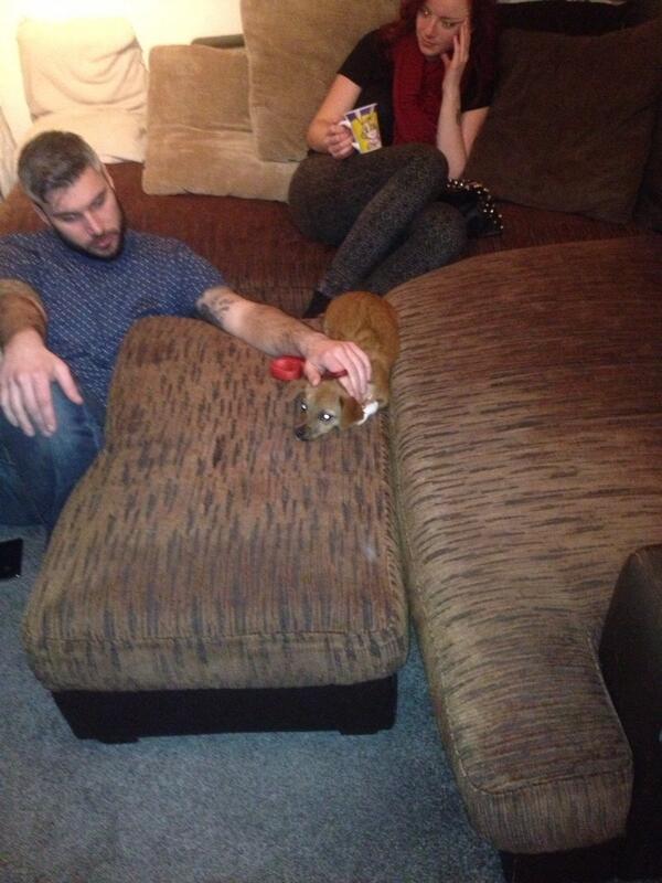 BootsGreen's tweet photo. Just chillin on a Sunday night with friends #Woof http://t.co/7vKAWM7vvw