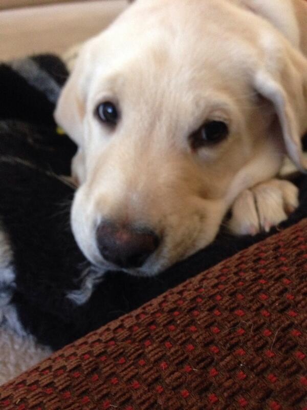 I think this little guy is going to fit in just right. #Cooper