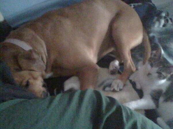 Hrae99R's tweet photo. Cuddling with my baby girl jazzy and kitty spaz I love this dog http://t.co/rea0NWJ4UN