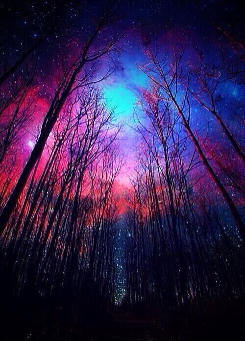 OneMoreFoot's tweet image. Stroll through the forest ❤️💜💙