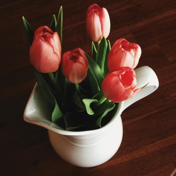 alyssaschroeder's tweet image. Fresh tulips for our new basement suite. #makingitahome #VSCOcam