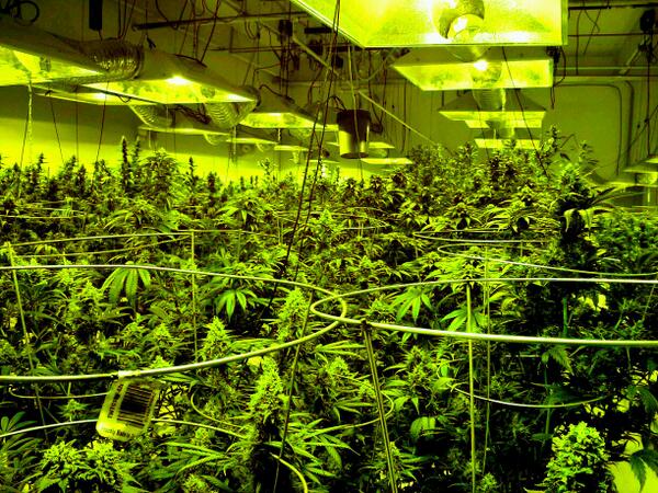 gotgdispensary's tweet image. #gotweed?