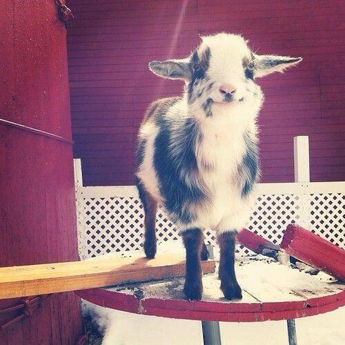 WakeupPeopIe's tweet photo. Smile for the camera, little goat! http://t.co/5841xXzY2l