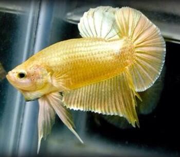 PV Pocket Guide (@puertovallarta3) on Twitter photo 