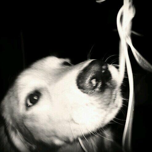 PaintingJaneAir's tweet image. #SpaghettiSunday. See that look? That is the look of love &amp;lt;3.