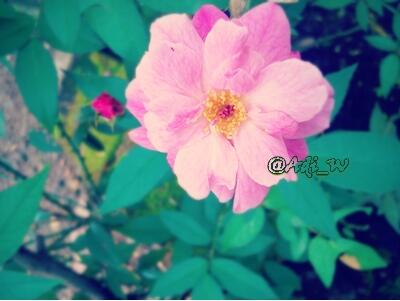 SherlinElsa tweet picture