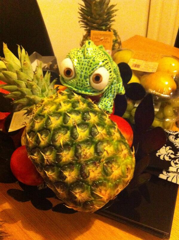 WheresPascal_'s tweet image. Munching in his favourite fruit 🍍 #hungryPascal