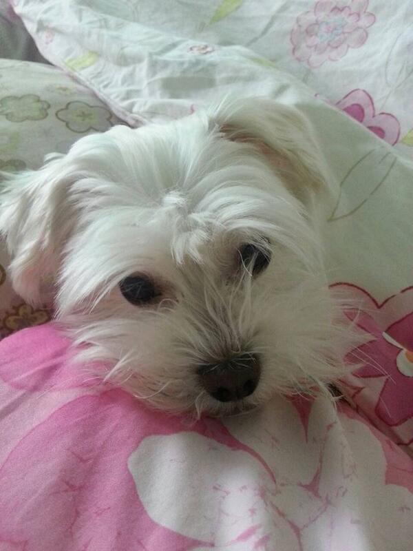 gombury's tweet image. 강아지를 찾습니다! 군포시 수리산 소방도로 중턱 정자 근방에서...어제 오후 4시~4시 반경잃었습니다.  몸무게가 1.8Kg 정도로 새끼로 보시는 분들이 있지만, 나이가 많습니다.   010-8628-0898