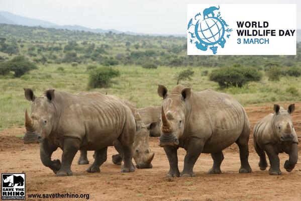 Save the Rhino International tweet media