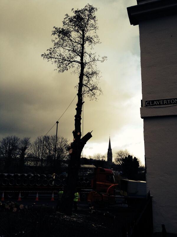 His-tree. Big tree down at west end of Widcombe Parade in anticipation of road changes. Sad. <a href="/WeLoveBath/">Love Bath</a> @BathChron