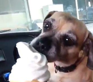 Dogsuniverse.dk tweet media