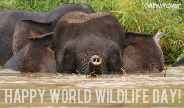 Permalien de l'image intégrée